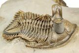 Stunning Erbenochile Trilobite with Hollardops - No Restoration! #334861-8